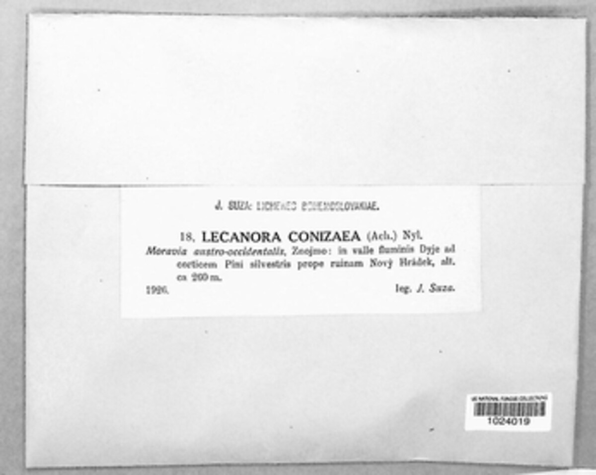 Lecanora expallens image